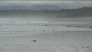 CA002 Long Beach Sandpipers - Vancouver Island BC, CA.