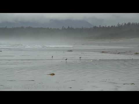 CA002 Long Beach Sandpipers - Vancouver Island BC, CA.