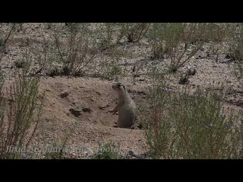 NM020 Gunnison's Prairie Dog 4k