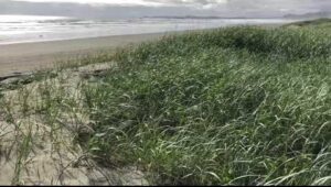 CA001 Long Beach Grass - Vancouver Island, BC, CA