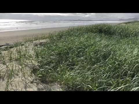 CA001 Long Beach Grass - Vancouver Island, BC, CA