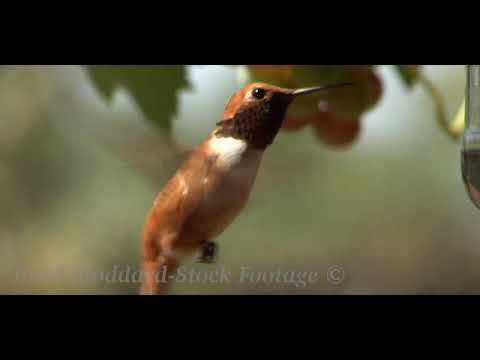 NM081 Rufous Hummingbird #080710