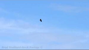 Ladner bald Eagle Flying preview