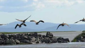 CA009 Geese Launch Ladner, BC. CA.