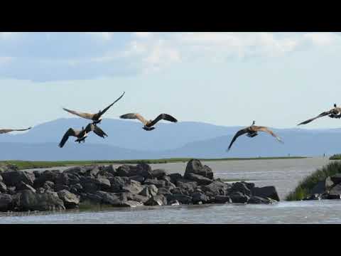 CA009 Geese Launch Ladner, BC. CA.