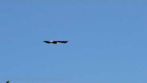 Bald Eagle Flys From Tree