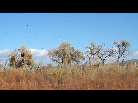 NM021 Crows Fly Over the Rio Grande Bosque, NM