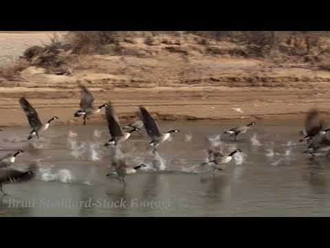 NM023 Canadian Geese takeoff over the Rio Grande, NM