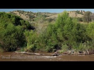 NM040 Gila River Stream Bank