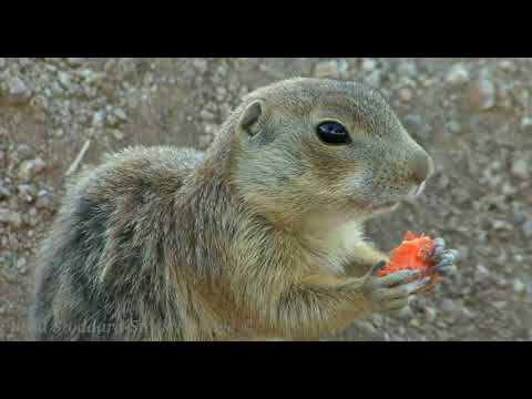 NM047 Gunnisons Prairie Dog Eating CU