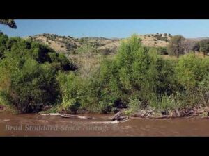 NM048 Gila River Stream Bank