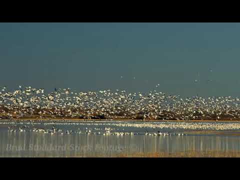 NM054 Snow Geese Mass Ascension at Bosque del Apache