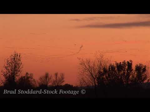 NM056 Geese in Winter Sky at Bosque del Apache, NM