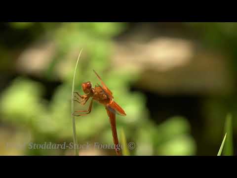 NM057 Flame Skimmer Dragonfly