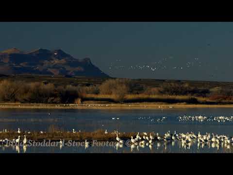 NM058 Snow Geese at Bosque del Apache, NM