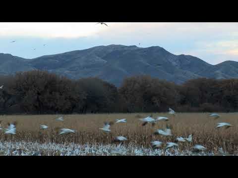 NM060 Canadian Geese at Bosque del Apache