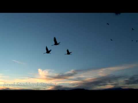 NM061 Sandhill Cranes in Winter Sky at Bosque del Apache