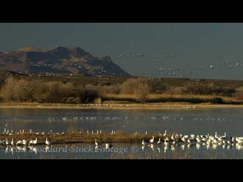 NM066 Snow Geese at Bosque del Apache