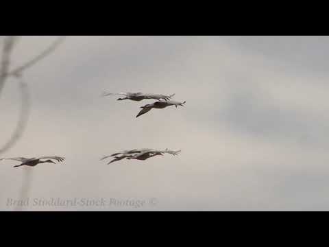 NM068 Sandhill Cranes Flying #103011