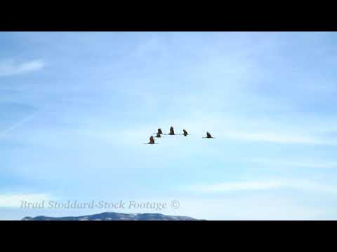 NM100 Sandhill Sandia Cranes Flyby - 4k, 24p