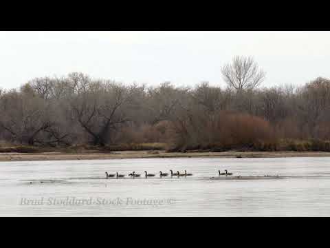 NM108 Canadian Geese Swim Upstream on the Rio Grande - 4k 24p