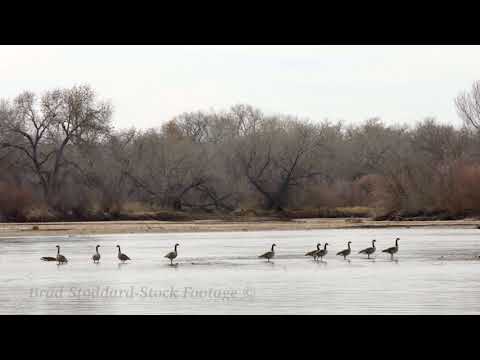 NM110 Canadian Geese Stand in Rio Grande - 4k 24p