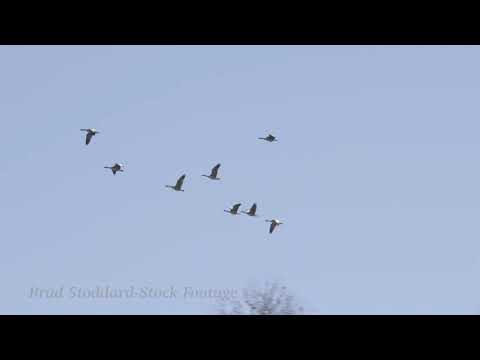 NM111 Canadian Geese Fly over the Rio grande #2 - 4k 24p