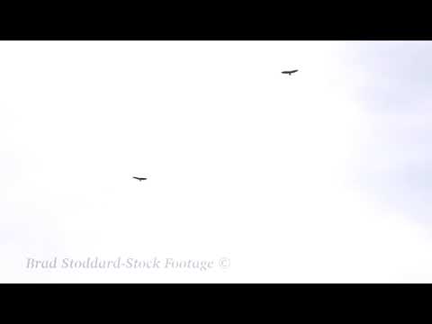 NM113 Rio Grande Bald Eagles Soar Above #3 - 4k 24p