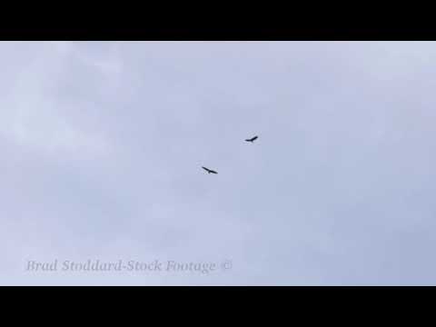 NM114 Bald Eagles Soar Above Rio Grande #2 4k 24p