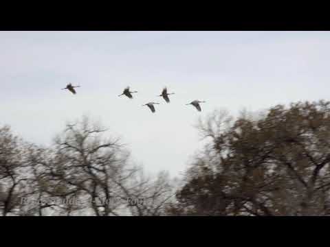 NM116 Sandhill Cranes fly over the trees along the Rio Grande - 4k 24p