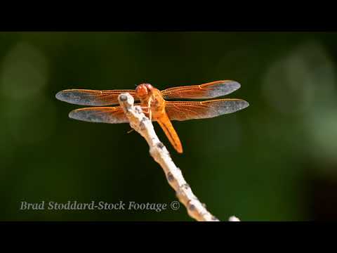 NM140 Flame Skimmer Dragonfly 4k 30p