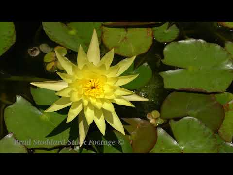 NM149 Bees on Water Lily 4k 30p