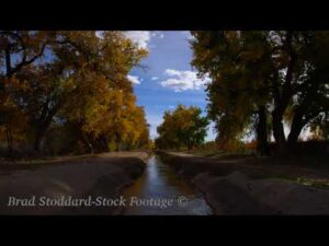 NM153 Rio Grande Bosque Fall Acequia tilt up to sky