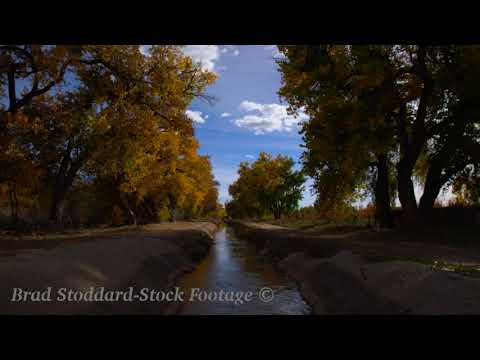 NM153 Rio Grande Bosque Fall Acequia tilt up to sky