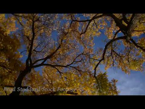 NM158 Cottonwoods Bosque Fall - Spin Right Med Off center