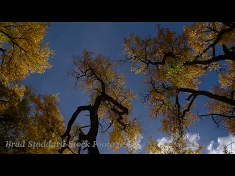 NM166 Cottonwood Bosque Fall Spin trees Slow