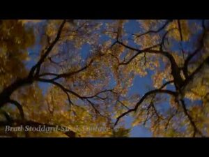 NM168 Rio Grande Bosque Fall Acequia tiltdown