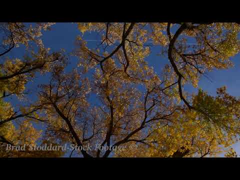 NM170 Cottonwood Bosque Fall Spin